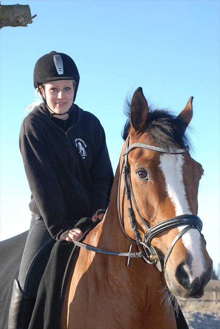 Dansk Varmblod Hedens Don Quijote - Foto: Mie Raun. billede 11