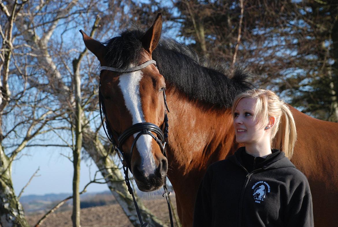 Dansk Varmblod Hedens Don Quijote - Foto: Mie Raun. billede 5