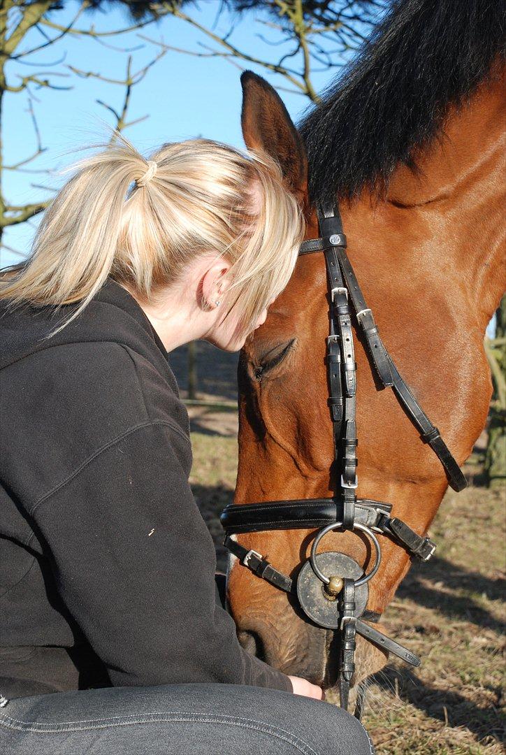 Dansk Varmblod Hedens Don Quijote - Foto: Mie Raun. billede 12