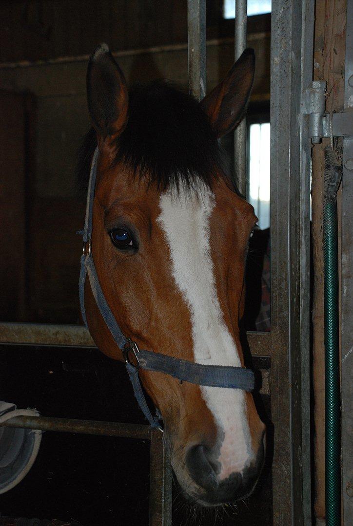 Dansk Varmblod Hedens Don Quijote - Foto: Mie Raun. billede 13