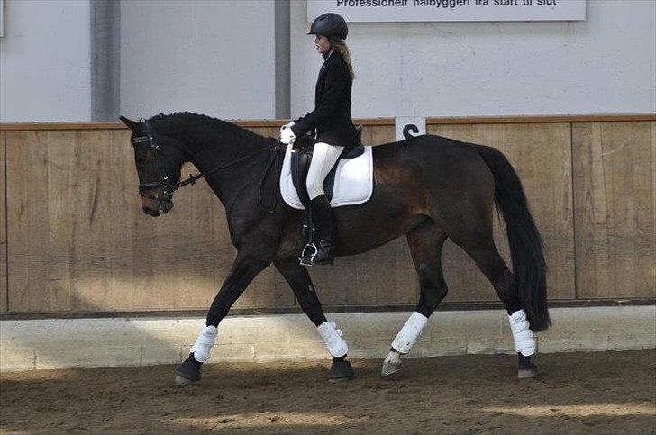 Oldenborg Aliczee - Mig der rider et LC 1 program til dressurstævnet den 18/03 - 2012 på Parcelgården. 
 - Red til 64,583% og det var mit første stævne med galop :D billede 3