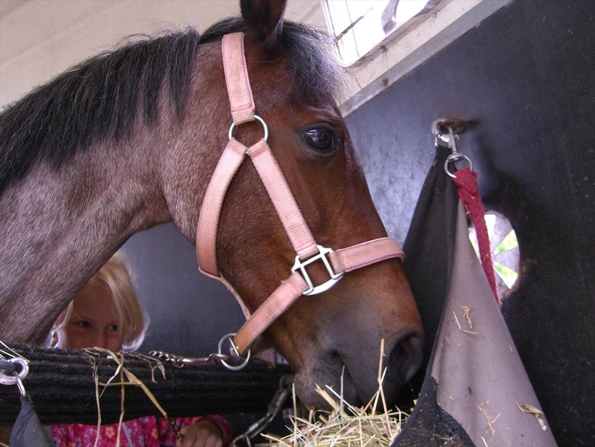 Hollandsk Sportspony Sylvia billede 11