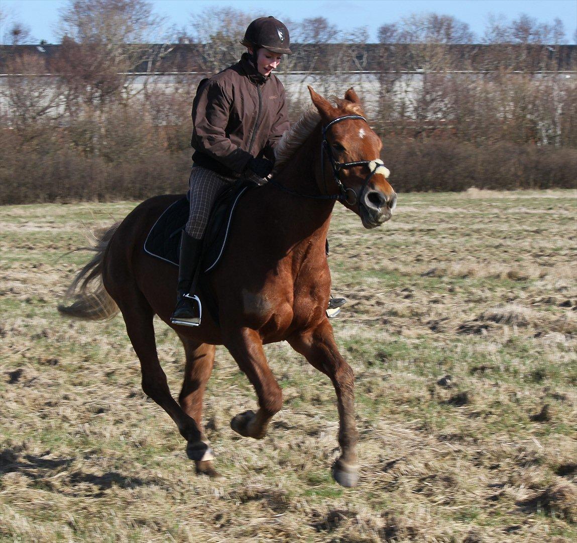 Anden særlig race Julius Cæsar *Solgt* - Fotograf: Kathrine S.M billede 10