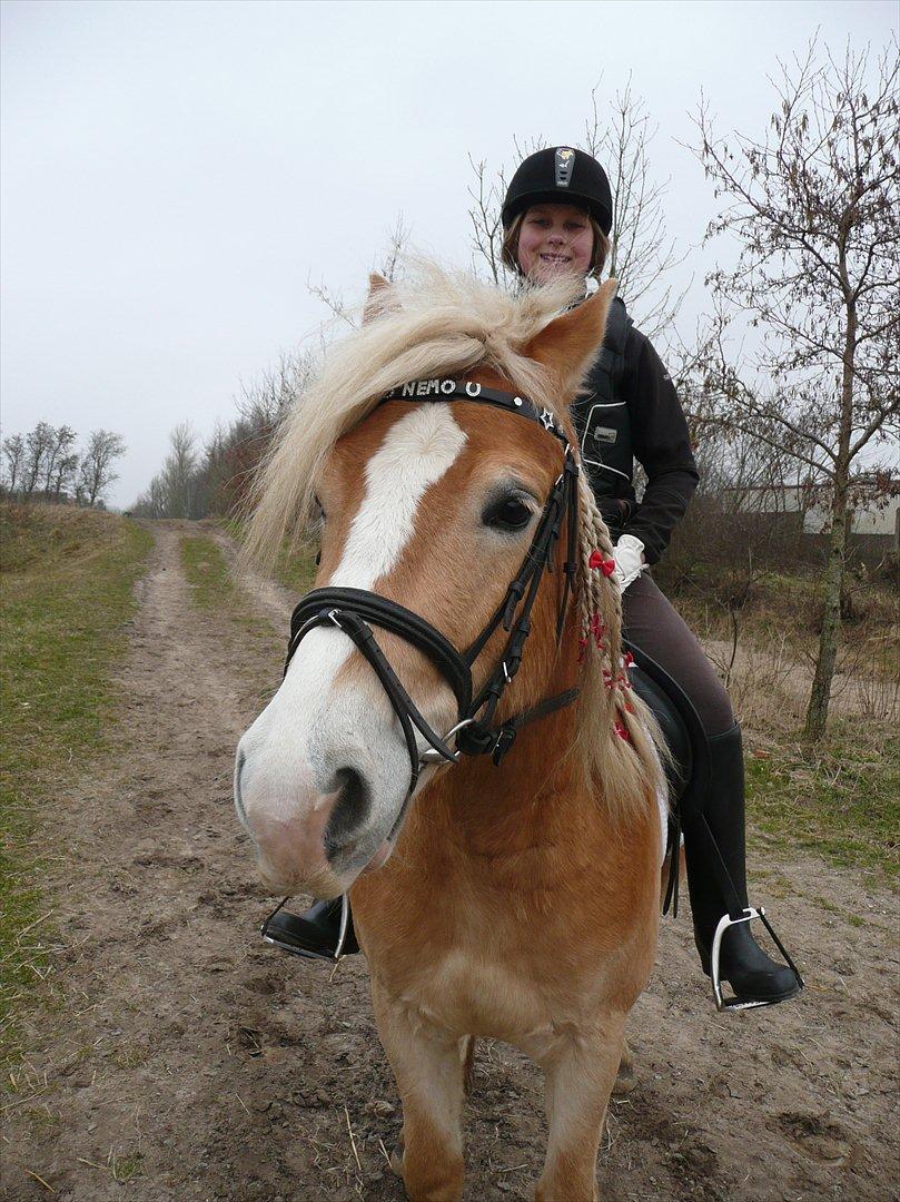 Haflinger Nemo Soldal - Nemo og jeg til vores første klubmesterskab :) billede 13