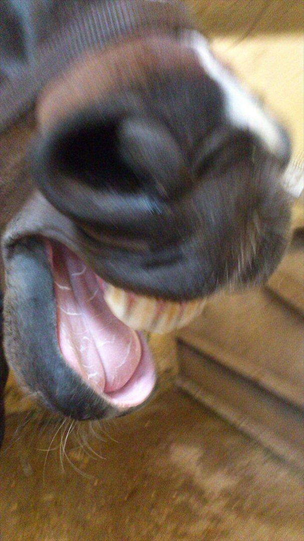 Dansk Varmblod Baronessen *Elevhest* (Har redet) - Endelig fik jeg taget et billede hvor hun gaber xD  billede 10