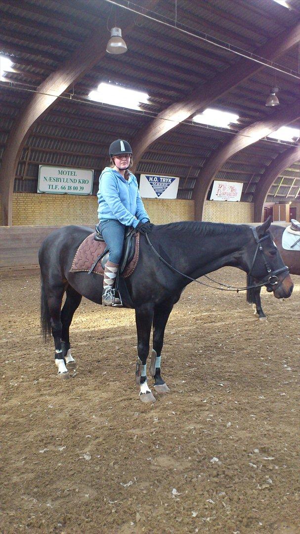 Dansk Varmblod Baronessen *Elevhest* (Har redet) billede 11