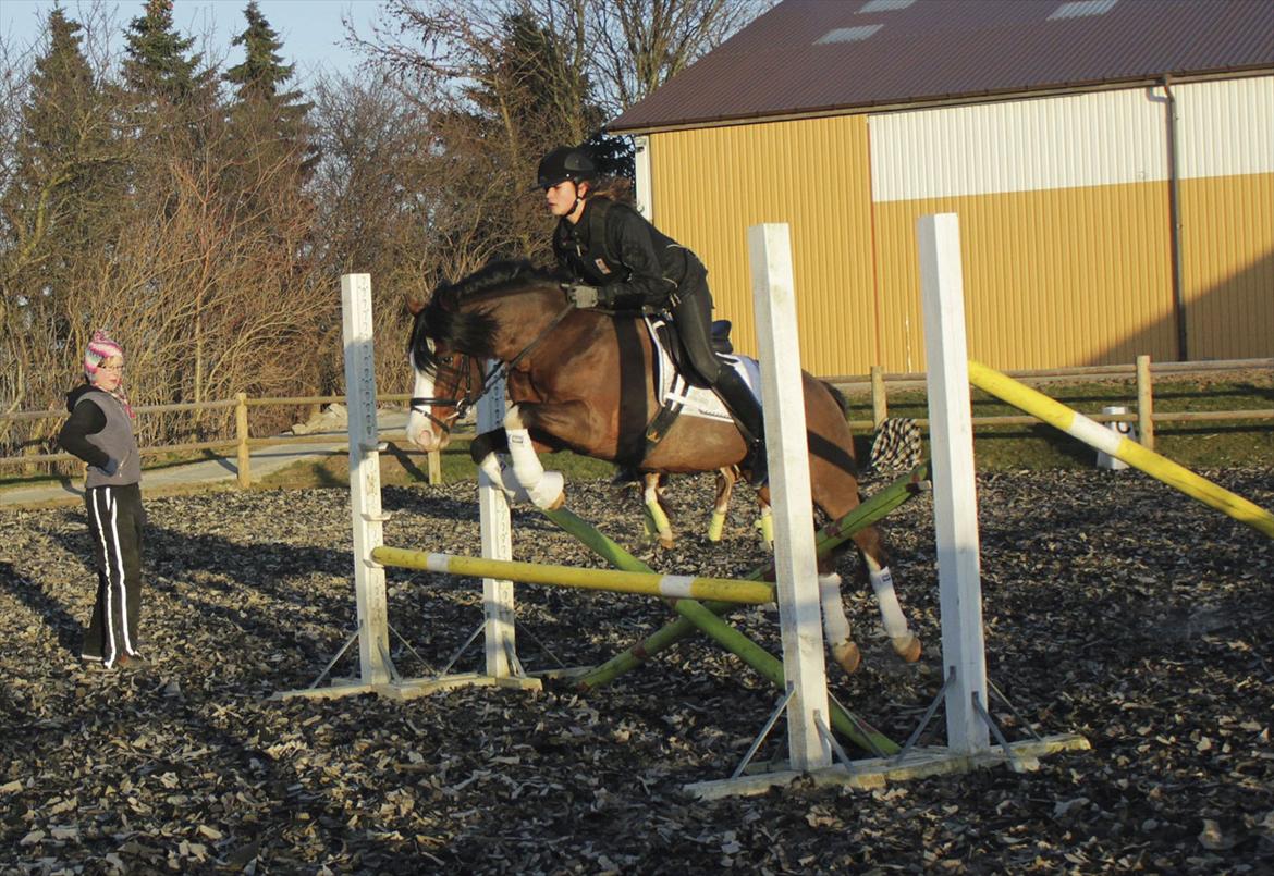 Welsh Pony af Cob-type (sec C) Thers Mickey Mouse - Weeeeee vi springer lidt :) billede 15