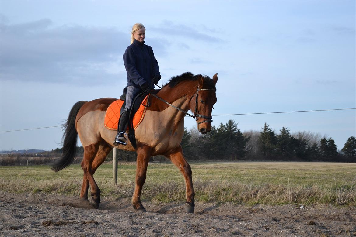 Traver Lemon Ribe - fra efteråret 2011 billede 9