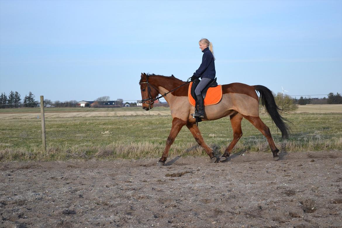 Traver Lemon Ribe - fra efteråret 2011 billede 13