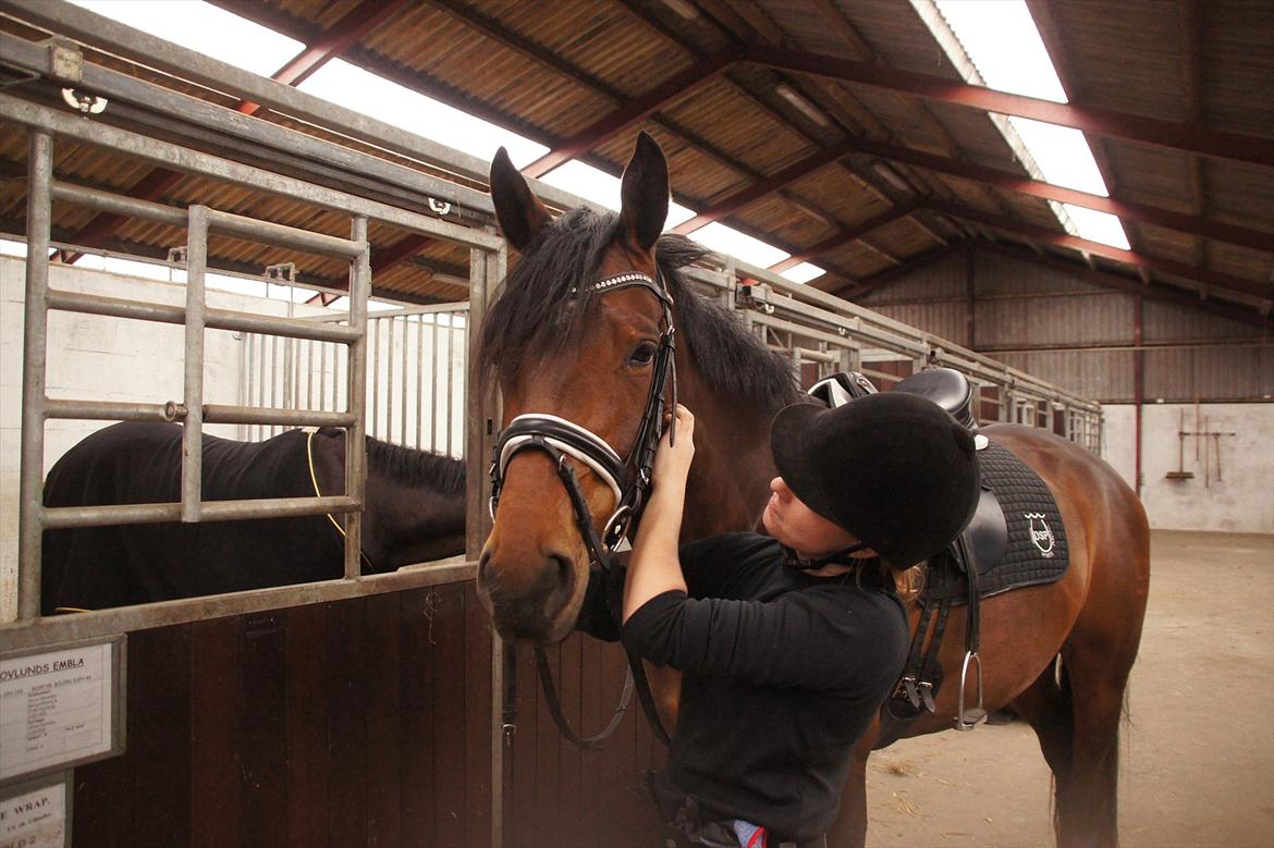 Dansk Varmblod Damgaards Lady Hotline billede 5