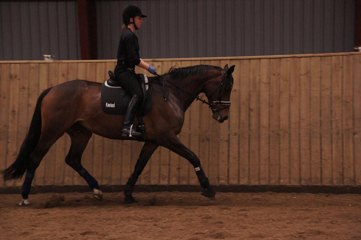 Dansk Varmblod Damgaards Lady Hotline - 20.03.12 billede 10