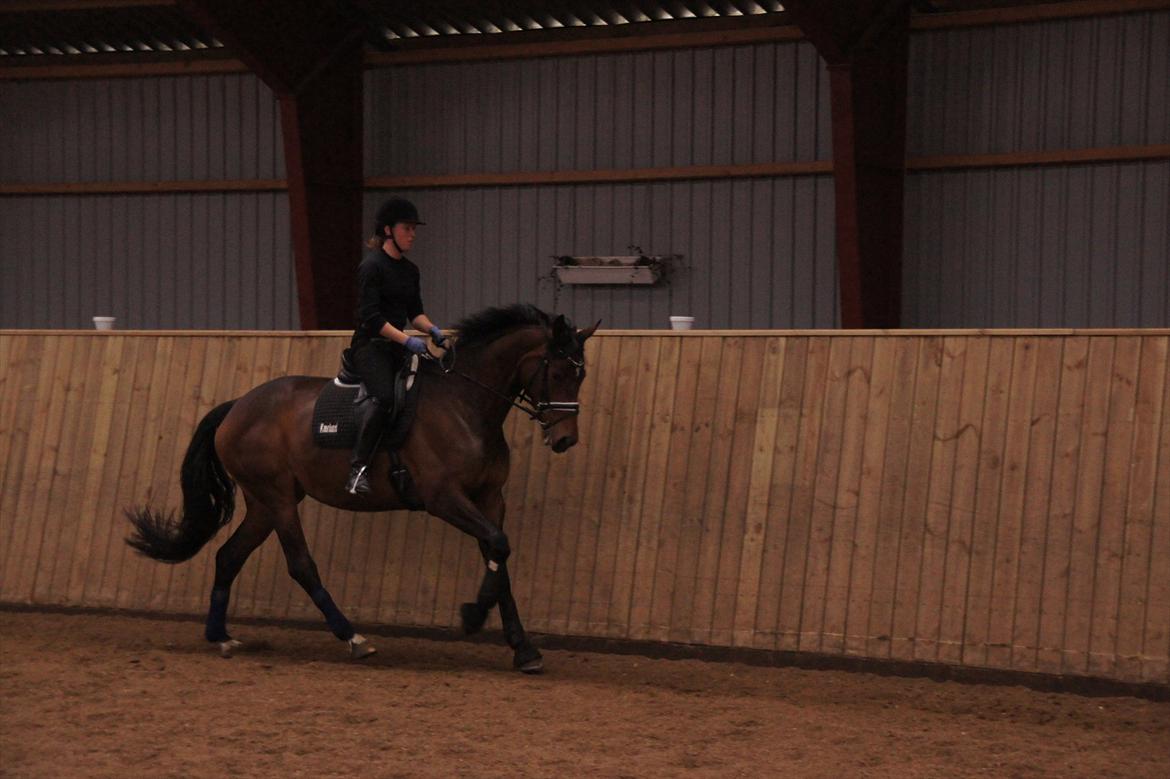 Dansk Varmblod Damgaards Lady Hotline - 20.03.12 billede 6