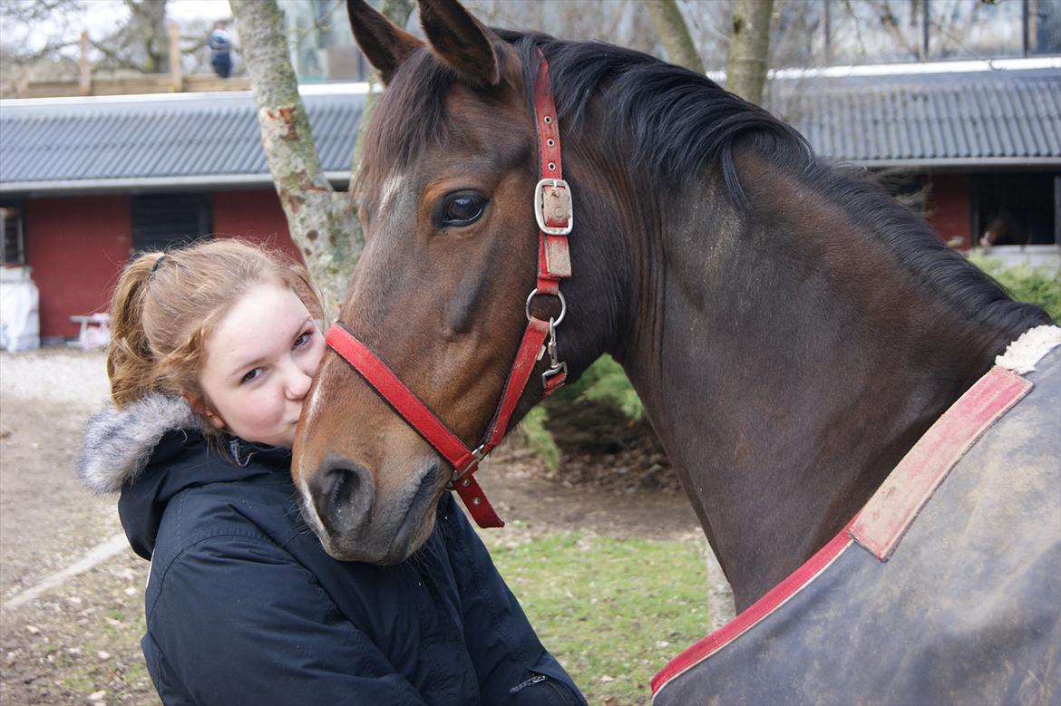 Tysk Sportspony Nixe Noel - 17: Min for evigt <3

Foto - Laura Mainz <3 billede 17