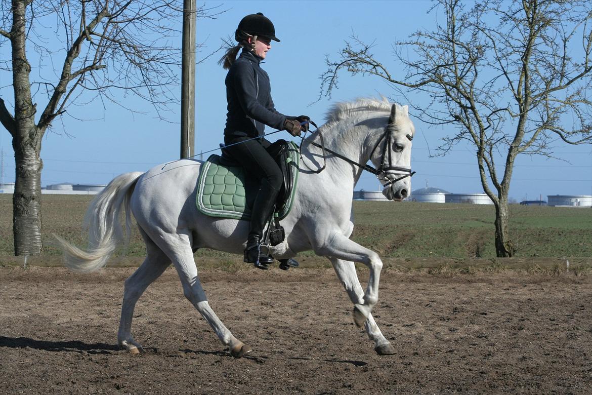 Anden særlig race Julius, **A-PONY** - Træning marts 2012 billede 18