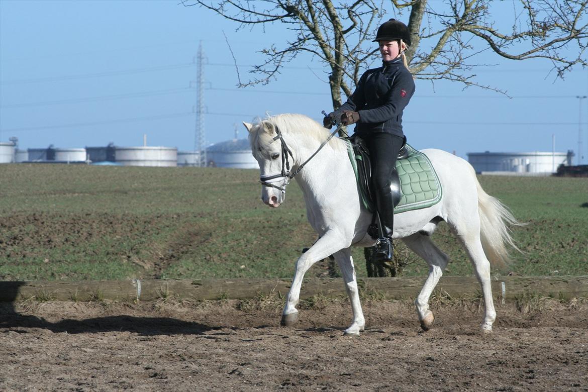 Anden særlig race Julius, **A-PONY** - Træning marts 2012 billede 19