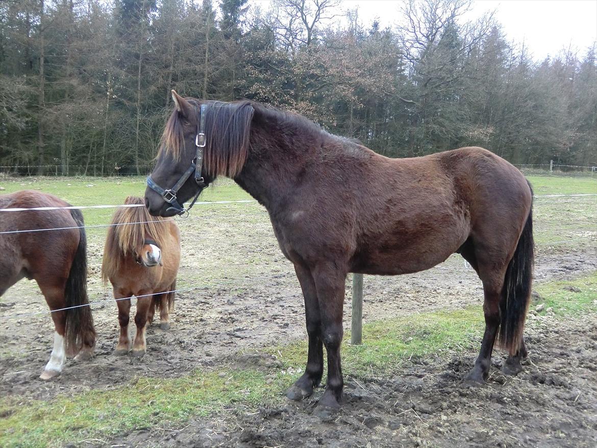 Anden særlig race Bøgelund´s Spirit  - Den dejlige dreng knap 2 år gammel den. 20. Marts 2012
Nu stg 132 cm billede 2
