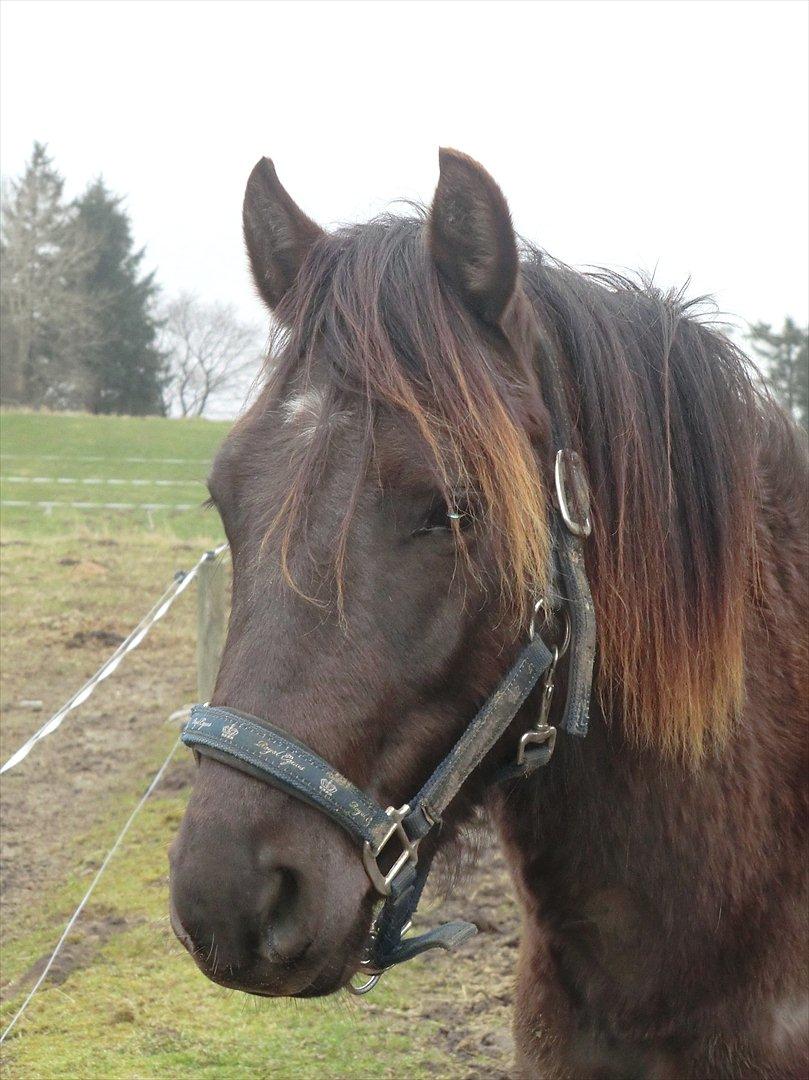 Anden særlig race Bøgelund´s Spirit  - Den dejlige dreng knap 2 år gammel den. 20. Marts 2012
Nu stg 132 cm billede 1