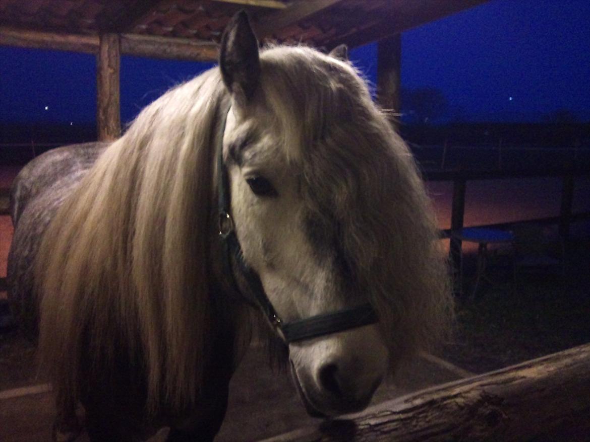 Highland Pony Trailtrow Ghillie Dhu - Se min smukke pandelok billede 2