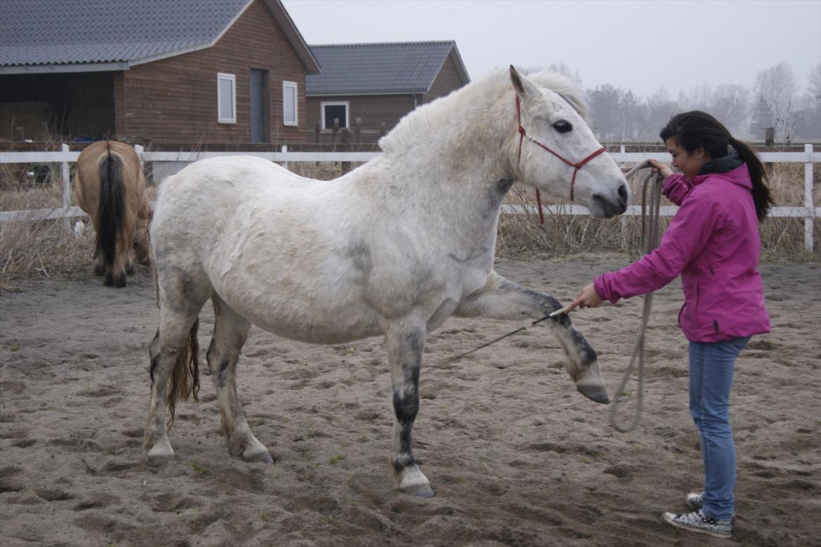 Anden særlig race Sunshine  billede 16