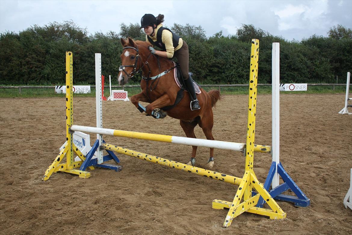 Hollandsk Sportspony Jannus - Første springtræning efter sommerferien 2009 :) billede 8