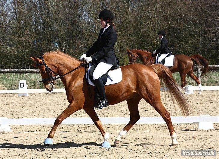 Hollandsk Sportspony Jannus - Vores første LA1, 2010 :) billede 19