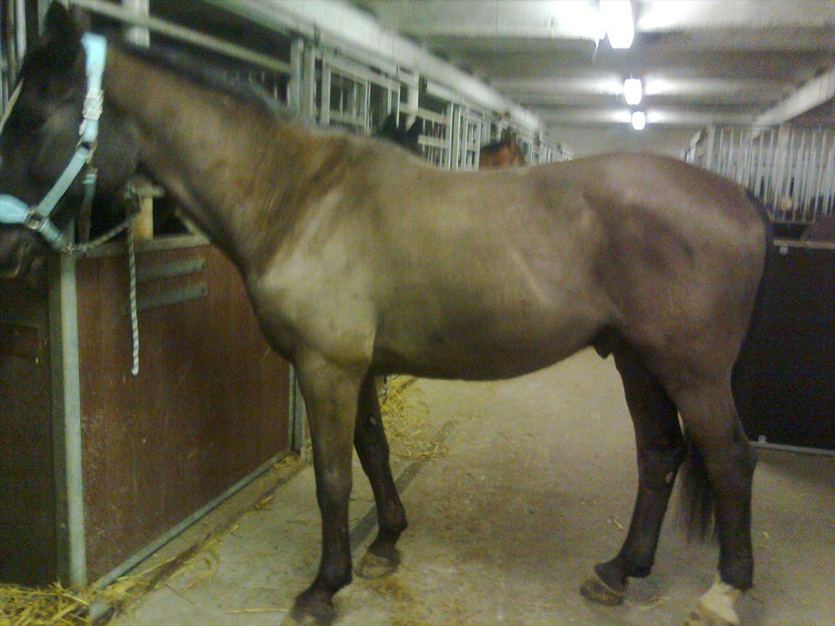 Dansk Varmblod Niki - :* billede 2