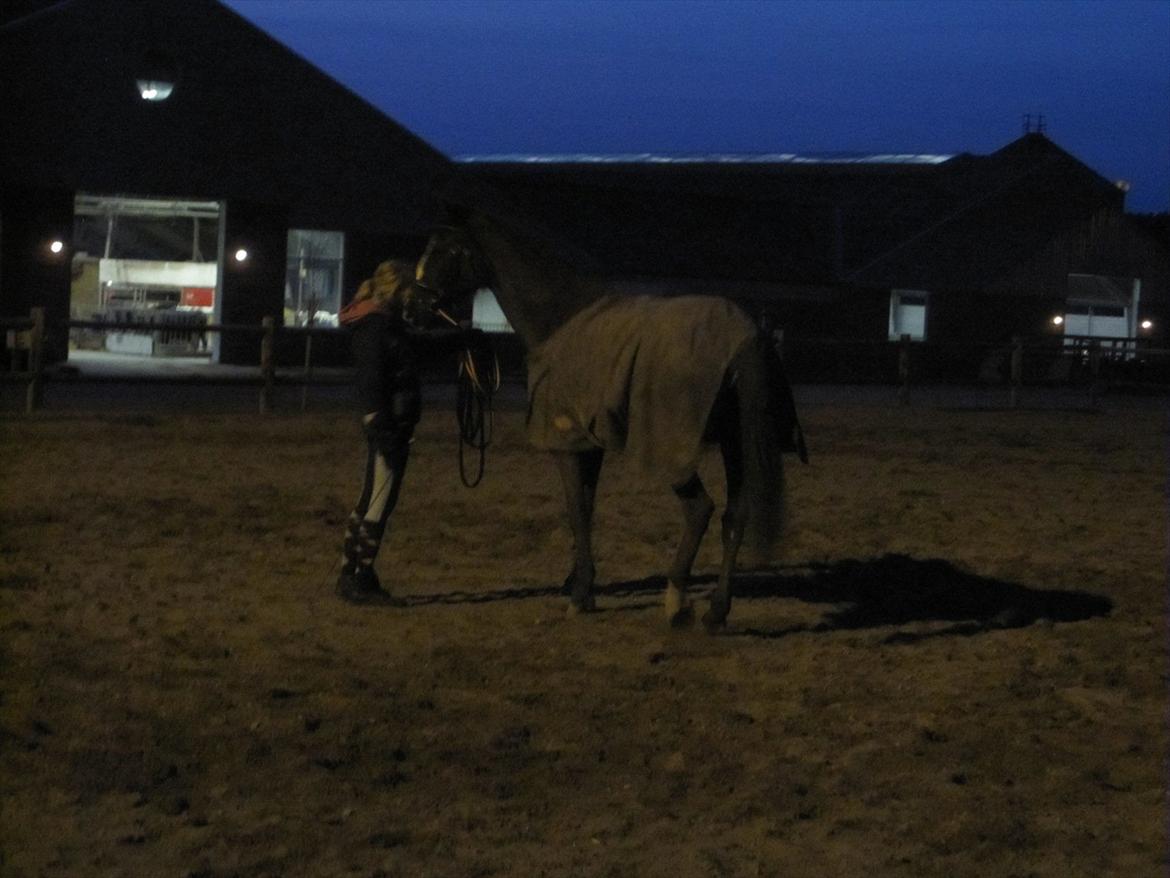 Dansk Varmblod Niki - undskyld dne dårlige kvalitet.. usp :D billede 3