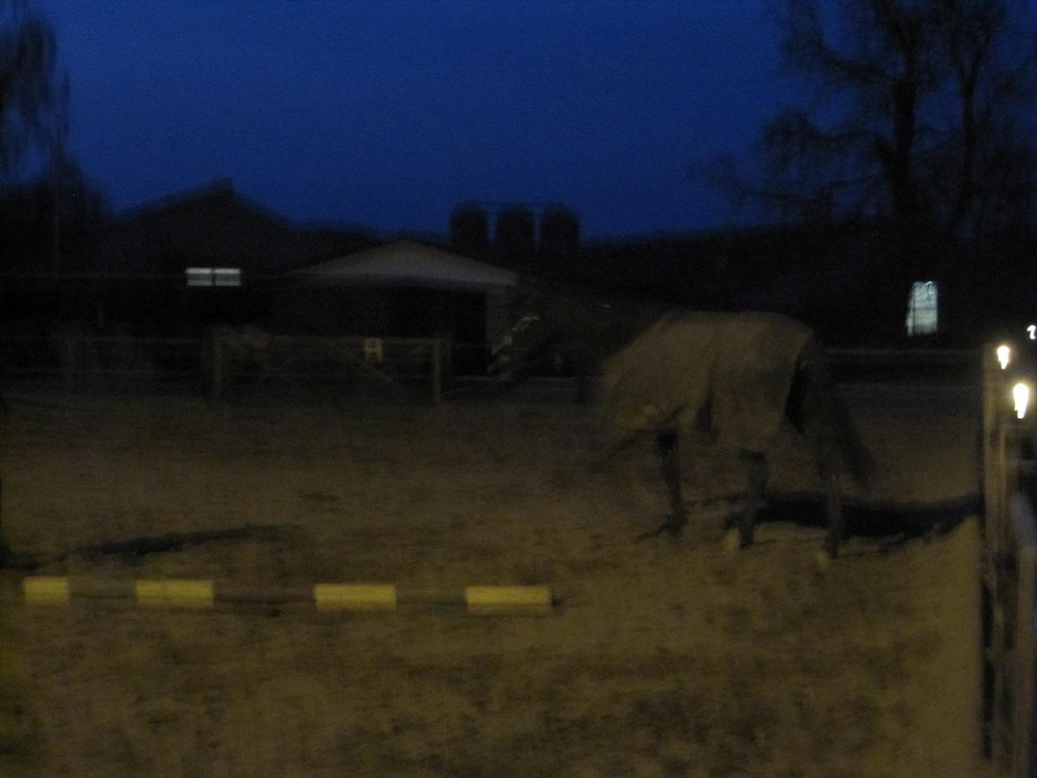 Dansk Varmblod Niki - undskyld den dårlige kvalitet.. usp :D  billede 4