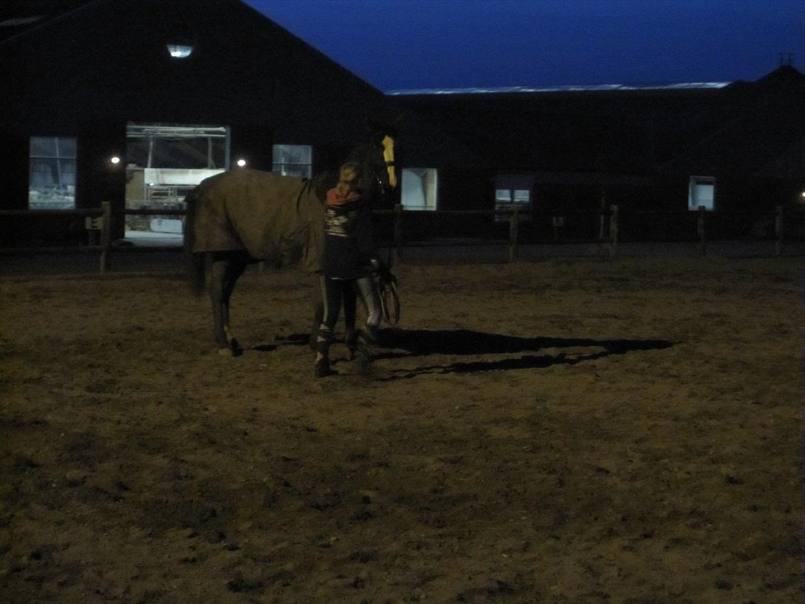 Dansk Varmblod Niki - undskyld dne dårlige kvalitet.. usp :D billede 6