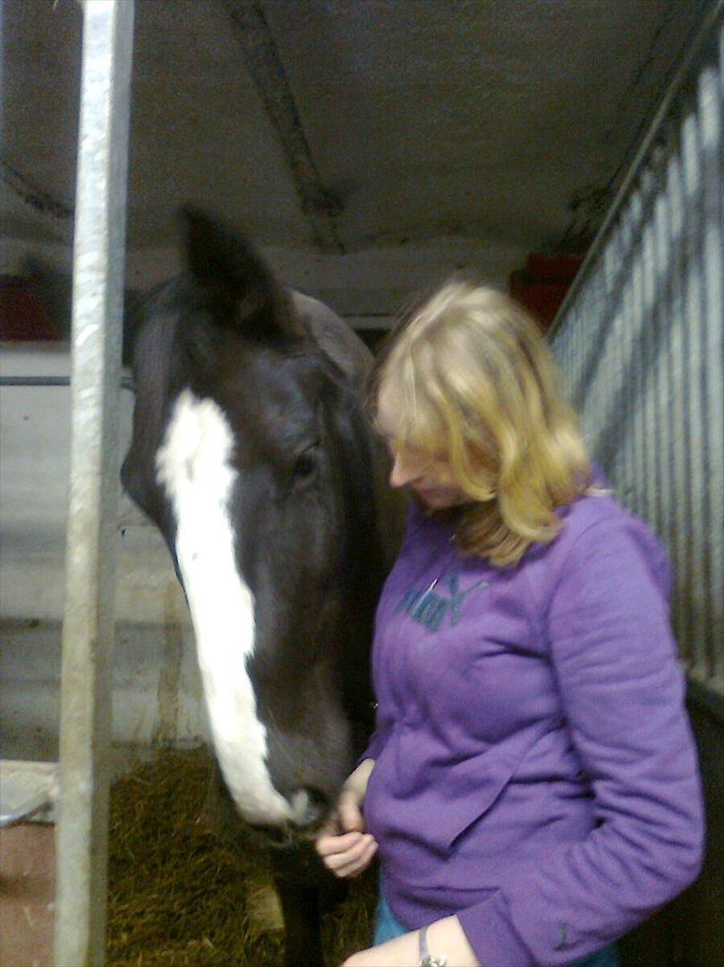 Dansk Varmblod Niki - :*
 billede 7