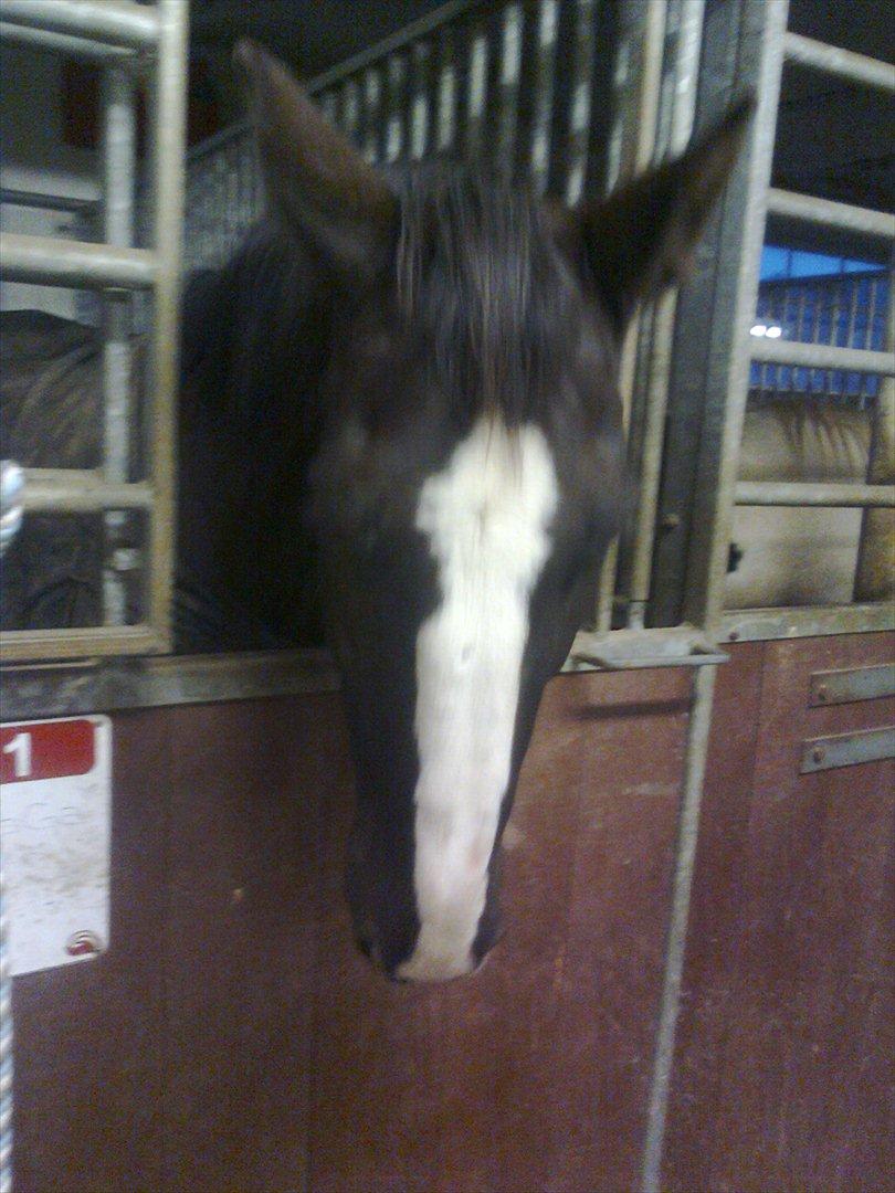 Dansk Varmblod Niki - :* billede 8