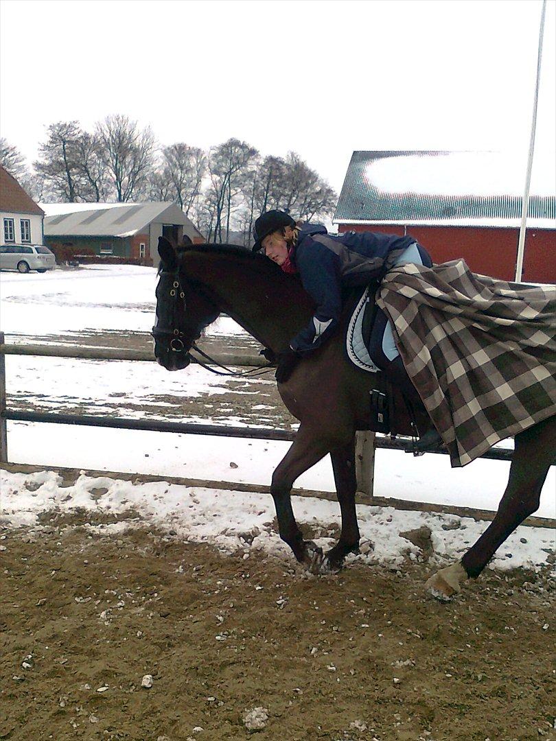 Dansk Varmblod Niki - Kram! :D  billede 9