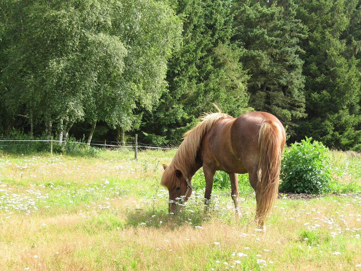 Islænder Katla fra Lynggården billede 4