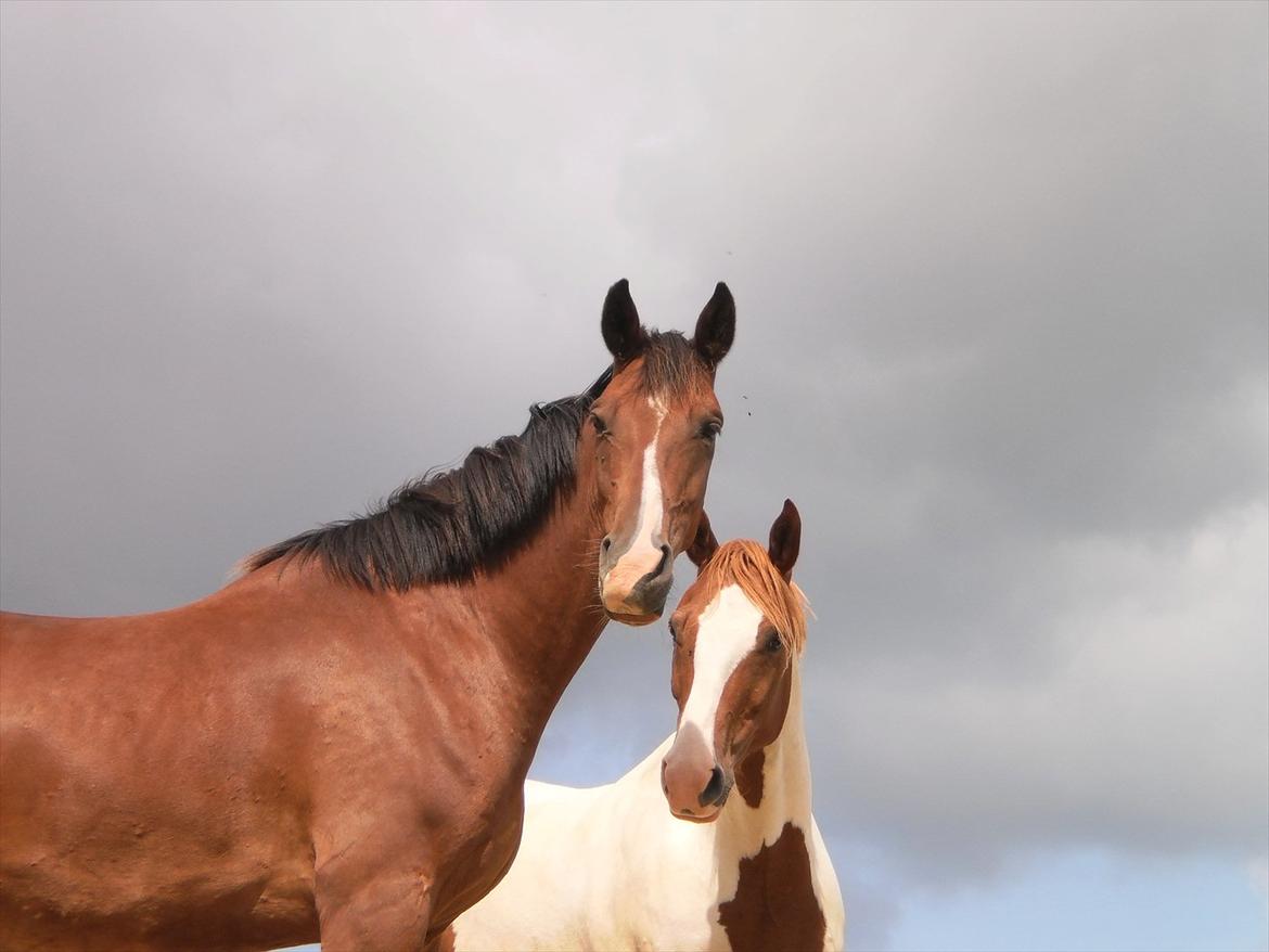 Anden særlig race Lazal << SOLGT >> - Lazal og bedstevennen Midnight Supreme :D billede 14