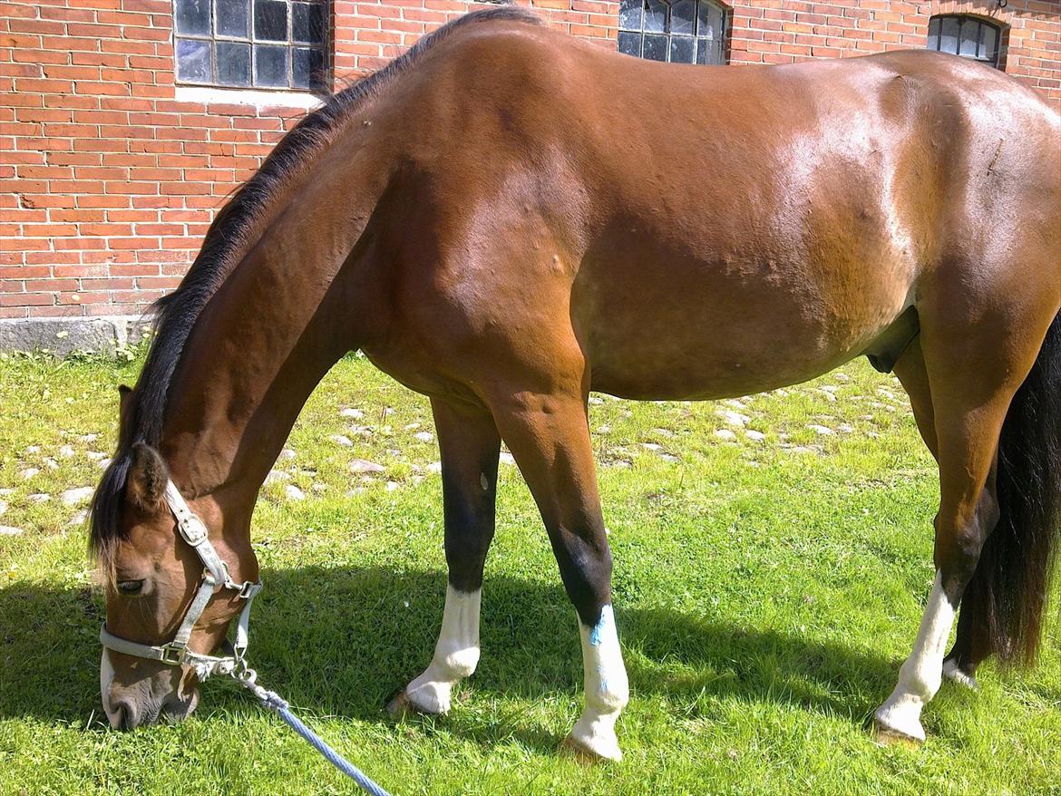 Anden særlig race Lazal << SOLGT >> - mmmmums :) billede 15