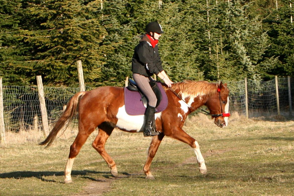 Pinto Moos (Coda) - Foto: Tulle billede 14