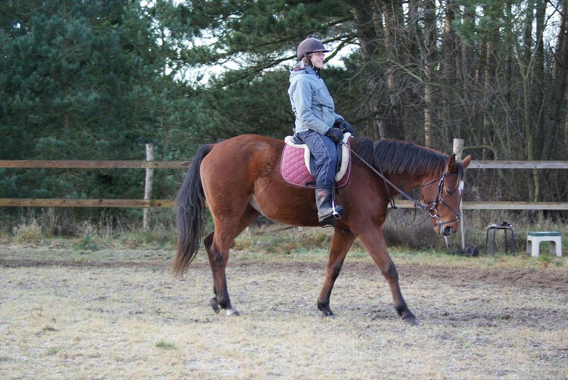 Dansk Varmblod Vida Linda - dec 2011 billede 9