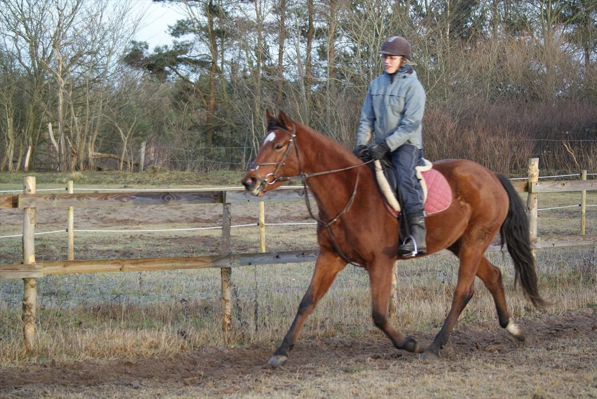 Dansk Varmblod Vida Linda - dec 2011 billede 7