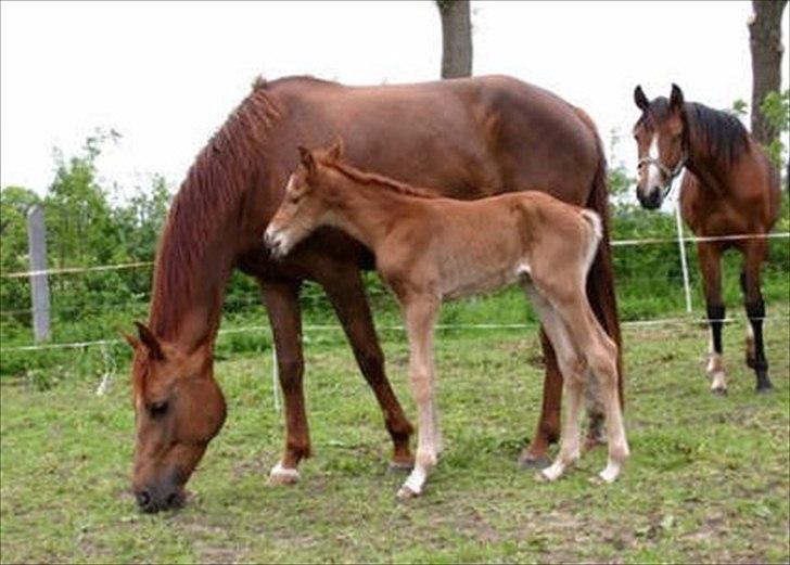 Hollandsk Varmblod Zafira - Zafira med hendes søn Excellent i Holland.. billede 19