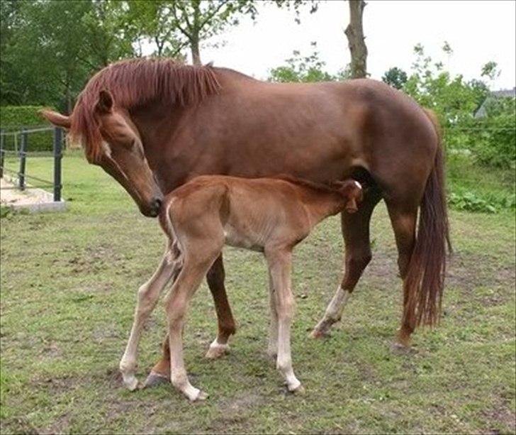 Hollandsk Varmblod Zafira - Zafira med hendes søn Excellent i Holland.. billede 20