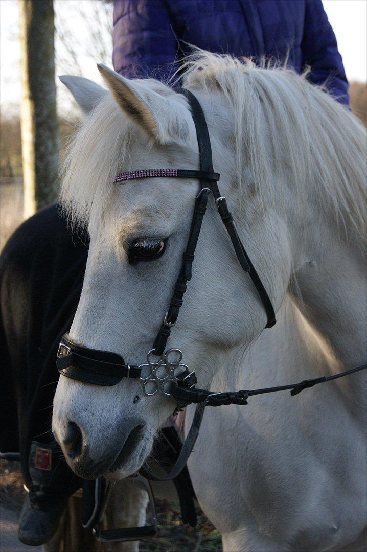 Anden særlig race Gulnare "Gulli" - Foto: Thea p billede 14