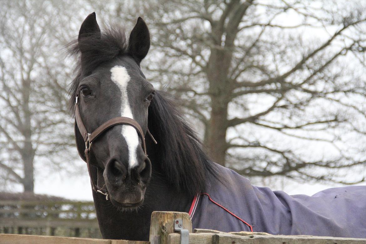 DSP Toftekildes Nelly - Taget af mig! ;) billede 1