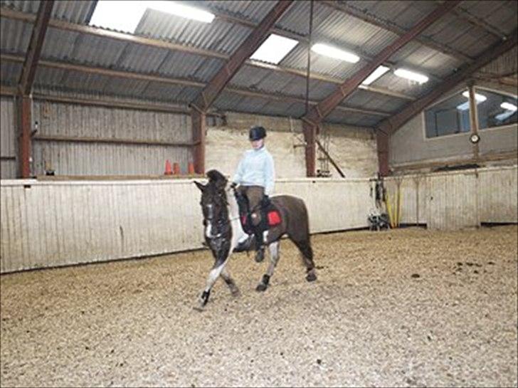 Anden særlig race Sally billede 9