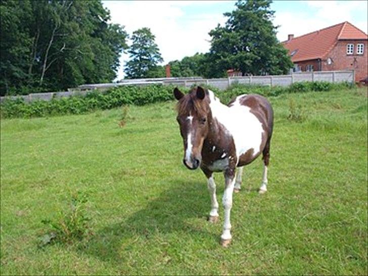 Anden særlig race Sally billede 10