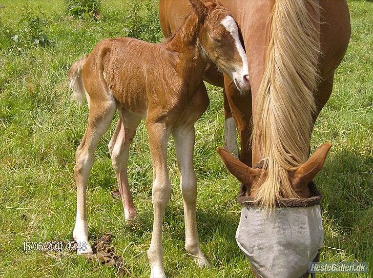 Frederiksborg Royal [Tidligere Hest] billede 14