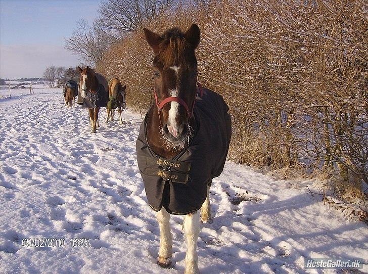 Anden særlig race Sally billede 2