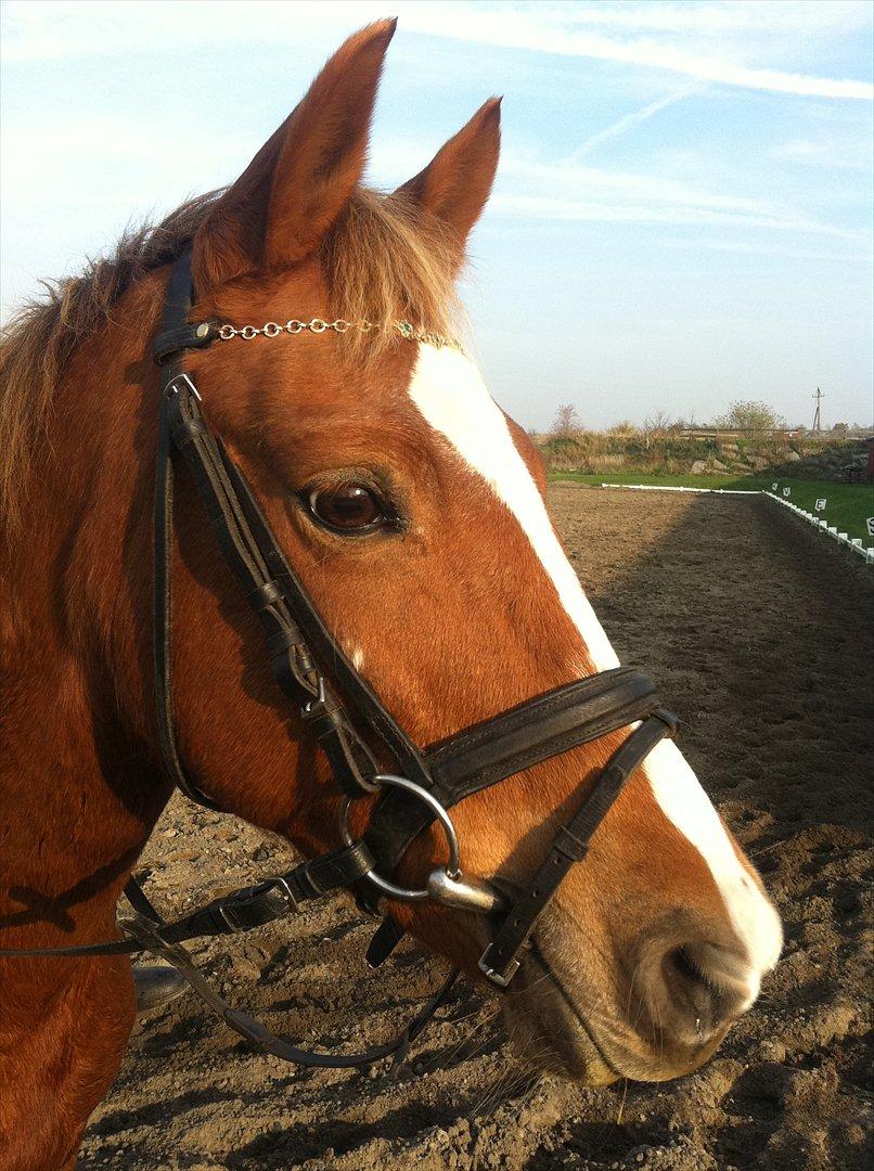 Norsk Sportspony dusty billede 8