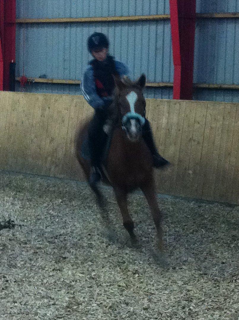 Norsk Sportspony dusty billede 10