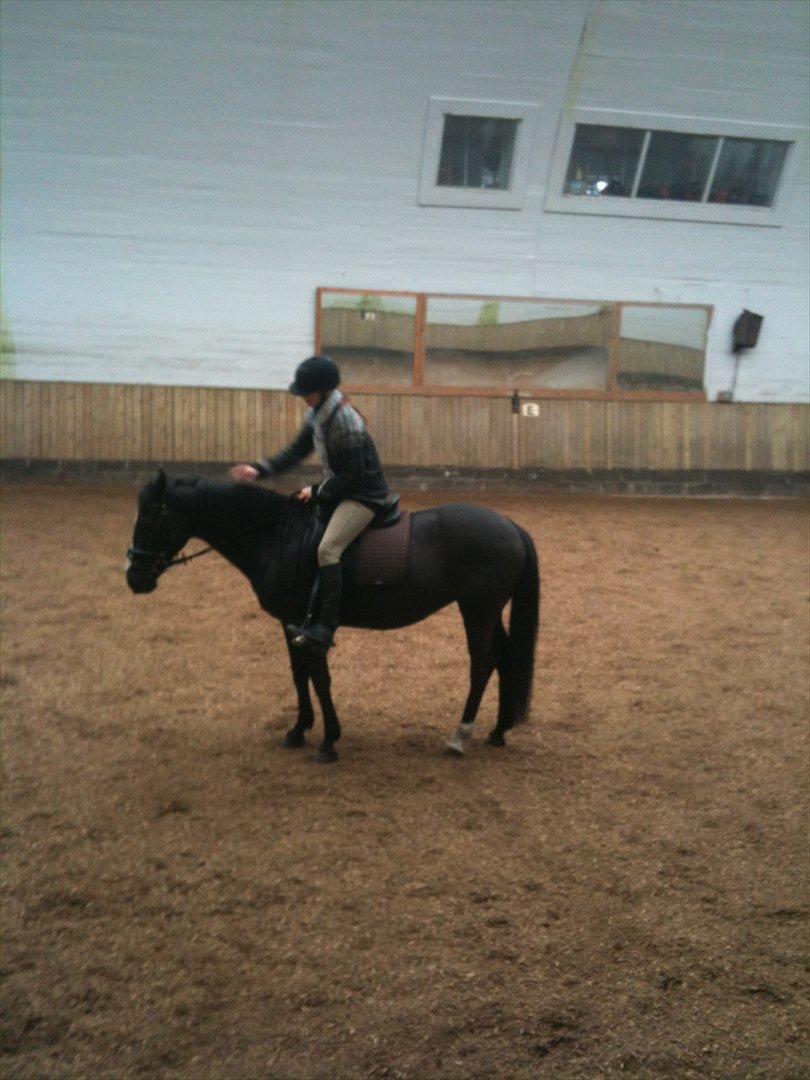 DSP Toftekildes Nelly - Taget af cecilie <3 billede 2