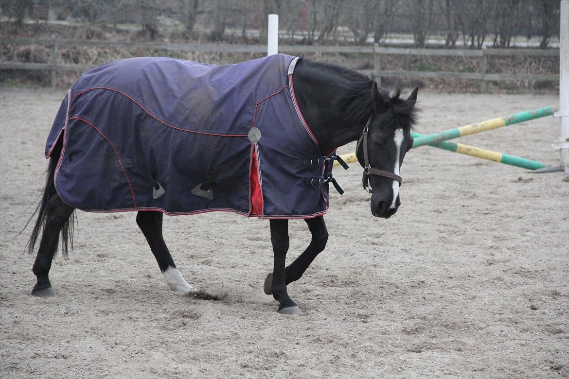 DSP Toftekildes Nelly - Taget af mig :) billede 3